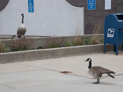 The urban geese family returns to build a nest along the sidewalk (see March 29, 2021; and April 13, 2022).