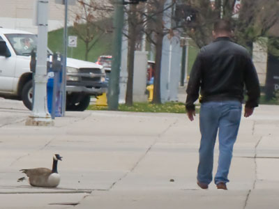 Be careful walking along this sidewalk.