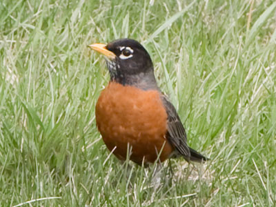 Birds have such clarity of purpose:  find food, raise the young.  They don`t get distracted like we humans do.