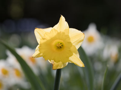 Gather ye daffodils while ye may.