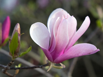 I think the trees are confused about when to blossom.