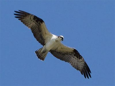 An osprey circled overhead, looking down at me hungrily.