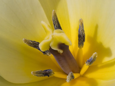 Tulips were out in full strength today.