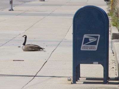 To get the mail, you have to cross the male (see April 4 above).