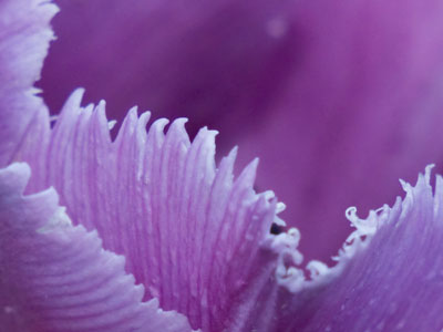 Who knew tulips had teeth?