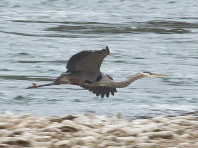 There was lots more to see at the river this evening.