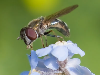 I came prepared to shoot pictures of tiny little things.