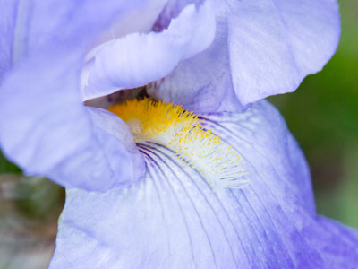 Daffodils:  check.  Tulips:  check.  Next up, irises.