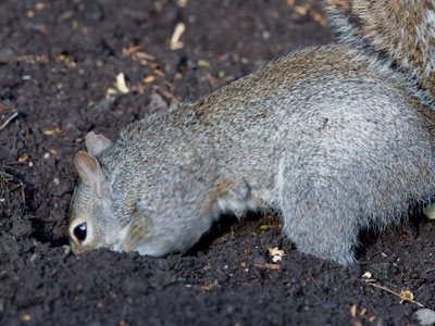 The squirrel could hear my camera clicking, but couldn`t see me since I was taking photos from the car window.