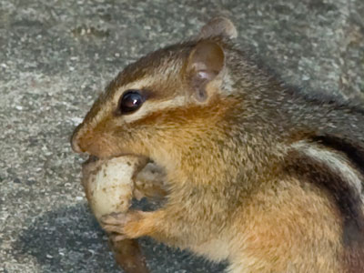 Squirrels and chipmunks both feast on the same thing.