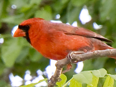 Panic on the porch as a baby cardinal fell out of the tree.