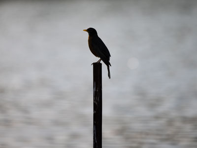 Friday turned out to be bird day.