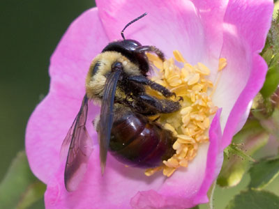 The frantic obsession of bumblebees for flowers.