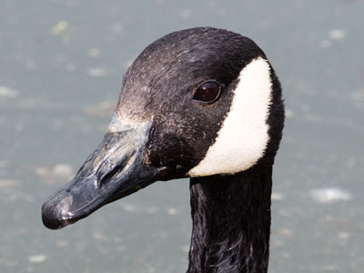 Two humans and a goose approached me for handouts.