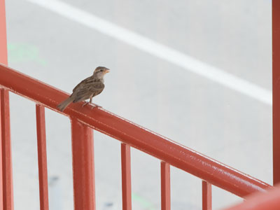 This little bird was frustrated by the existence of glass.