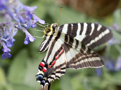 Then a zebra swallowtail appeared and made my day.