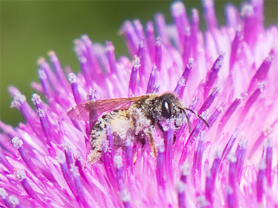 This is a weed and not a flower, but bees don`t discriminate, so neither should I.