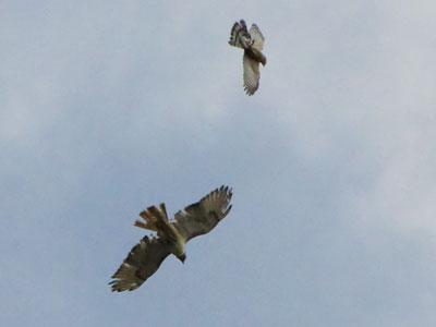 There was another competition going on above the field.