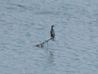 A lone cormorant waiting for fish -- or another cormorant.