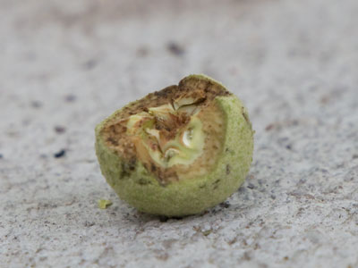 The walnuts won`t be mature for months, but the squirrels can`t wait.  This is about the size of a grape.