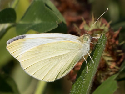 The state of Ohio doesn`t have an official butterfly, but the cabbage white is probably the most ubiquitous.