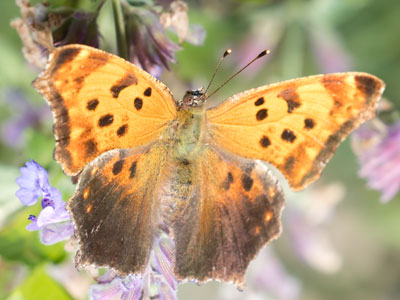 I chased this butterfly around until I got what I wanted.