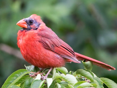 Roman Catholic cardinals have been wearing red since 1244 AD.  Some say the bird is named after the cleric.