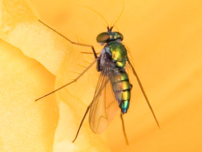 Iridescence on insects acts as protective camouflage.