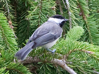 Yesterday I noticed I haven`t taken many bird photos lately, so here`s a black-capped chickadee for you.