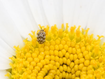 First daisy (with bug) of the year.