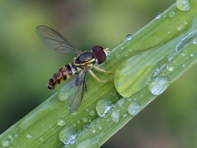 In a big garden, I take pictures of the little things.