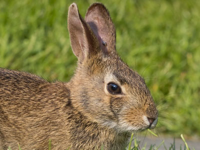 The rabbit and I shared a quiet Sunday morning together.