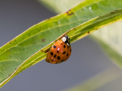 A[nother] bug on a[nother] plant.