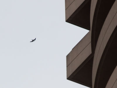 I suspect that I`m the only person on the sidewalk who notices the screeching of falcons flying above downtown.