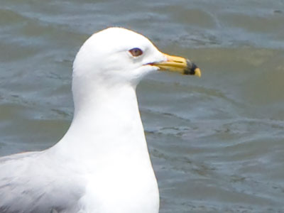 Do gulls have cheeks?