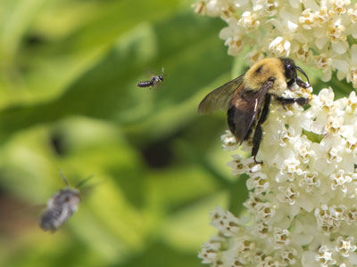 I thought this was a photo of one bug, but it`s three.