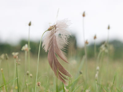 Be glad you don`t come along when I take pictures.  Want to sit in the wet grass?