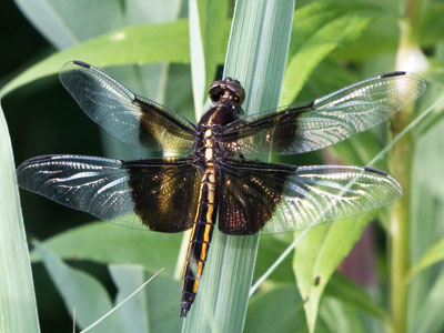 My first decent dragonfly photo of the season, finally.