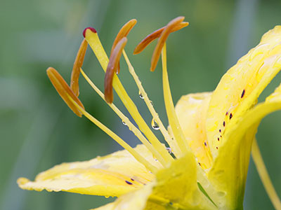 We`ve had plenty of rain lately.