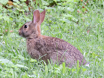 The rabbit tolerated me for a while, then hopped off.