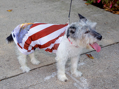 Patriotic pooch.