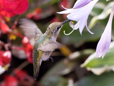 I took many, many more pictures of the hummingbird.