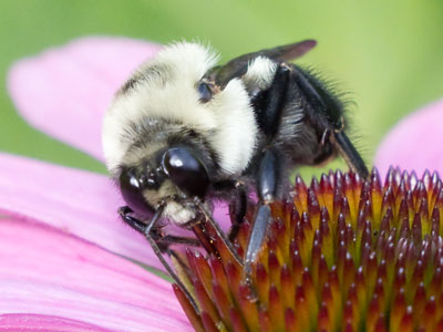 A familiar shot, but with a new flower and a new bee.