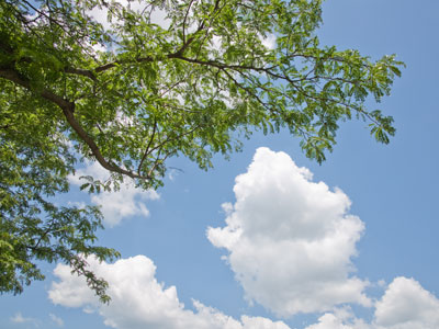 Clouds and trees.