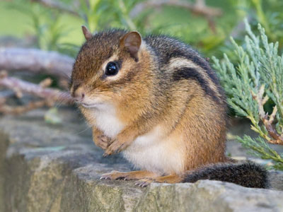 In the place where I expected to see a chipmunk, I saw a chipmunk.  They`re very predictable.