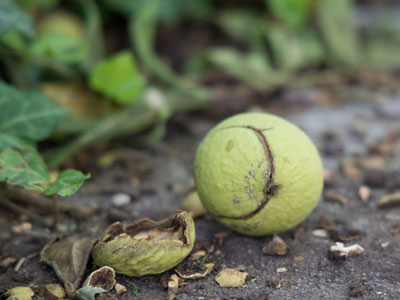 It`s dangerous to walk on the sidewalk in nut season.