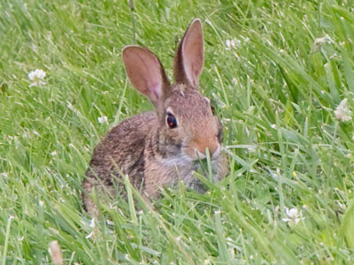 Bunny was on a hill.