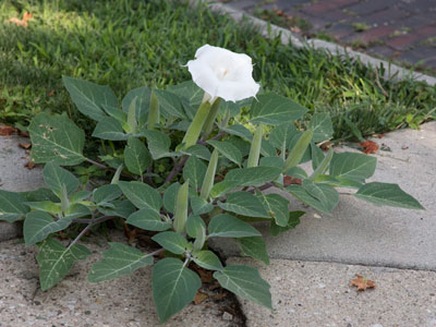 Unsanctioned beauty growing through broken concrete.