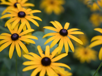 I hope these flowers don`t realize they`re being used to meet my five-a-day quota of photos.