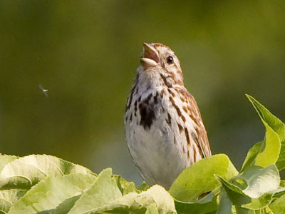 The gnat on the left is lucky the bird was busy singing.